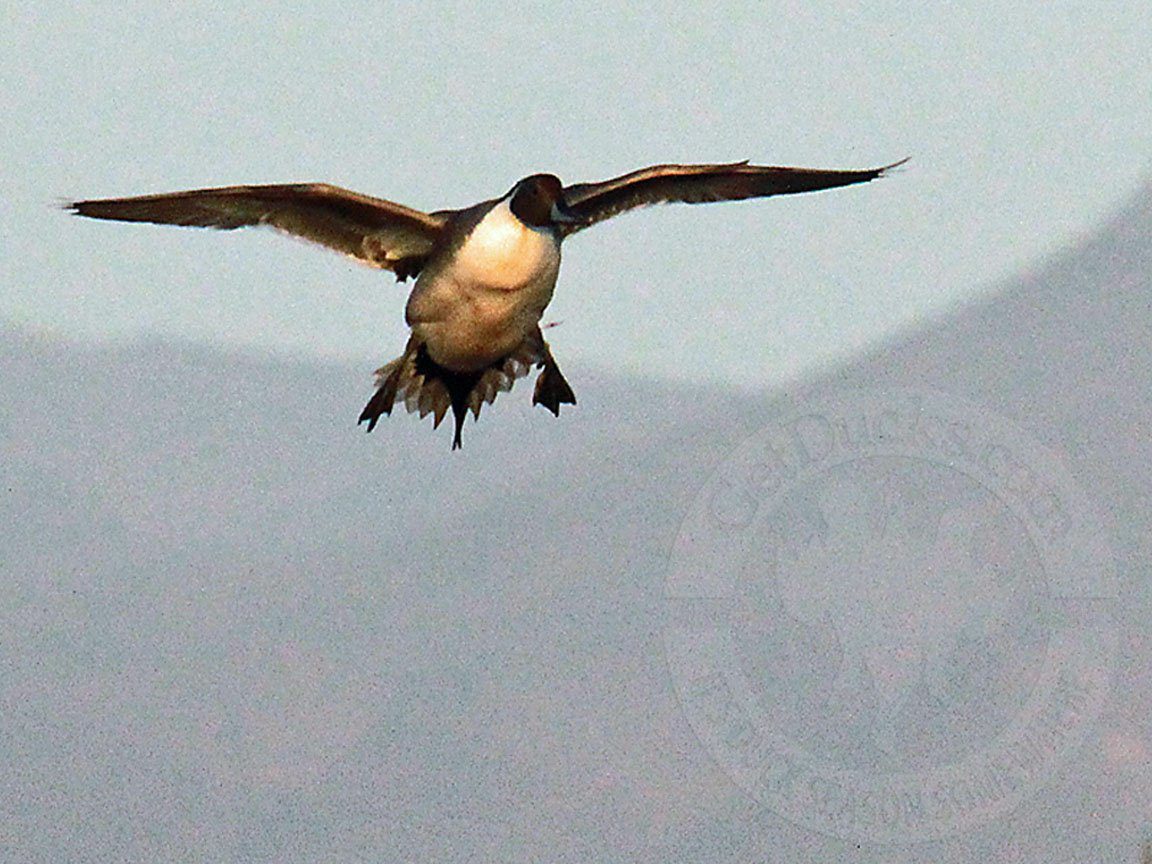 Baja Mexico Pacific Brant Hunting