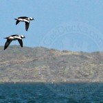 Baja Mexico Pacific Black Brant Hunting