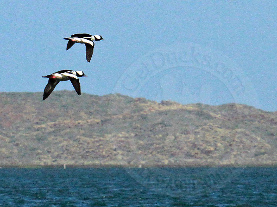 Baja Mexico Pacific Black Brant Hunting