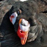 Baja Mexico Pacific Black Brant Hunting