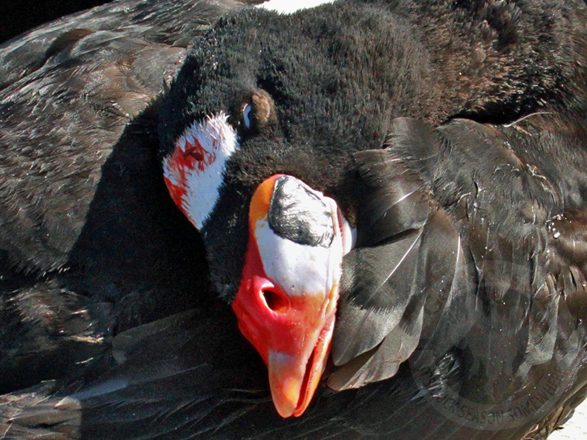 Baja Mexico Pacific Black Brant Hunting