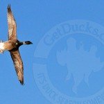 Baja Mexico Pacific Black Brant Hunting