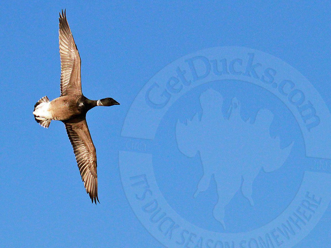 Baja Mexico Pacific Black Brant Hunting