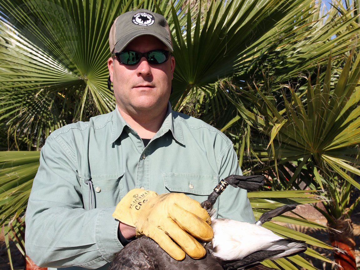 Baja Mexico Pacific Black Brant Hunting