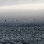 Baja Mexico Pacific Black Brant Hunting