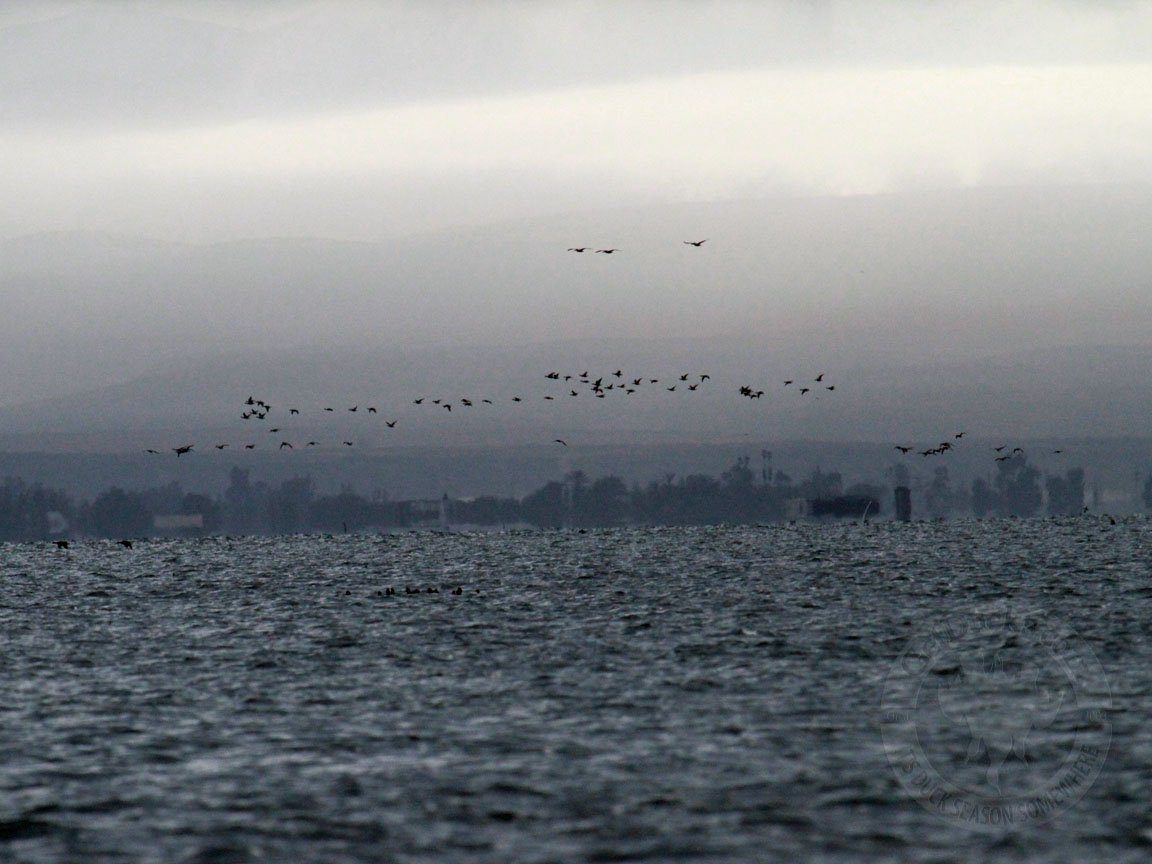 Baja Mexico Pacific Black Brant Hunting