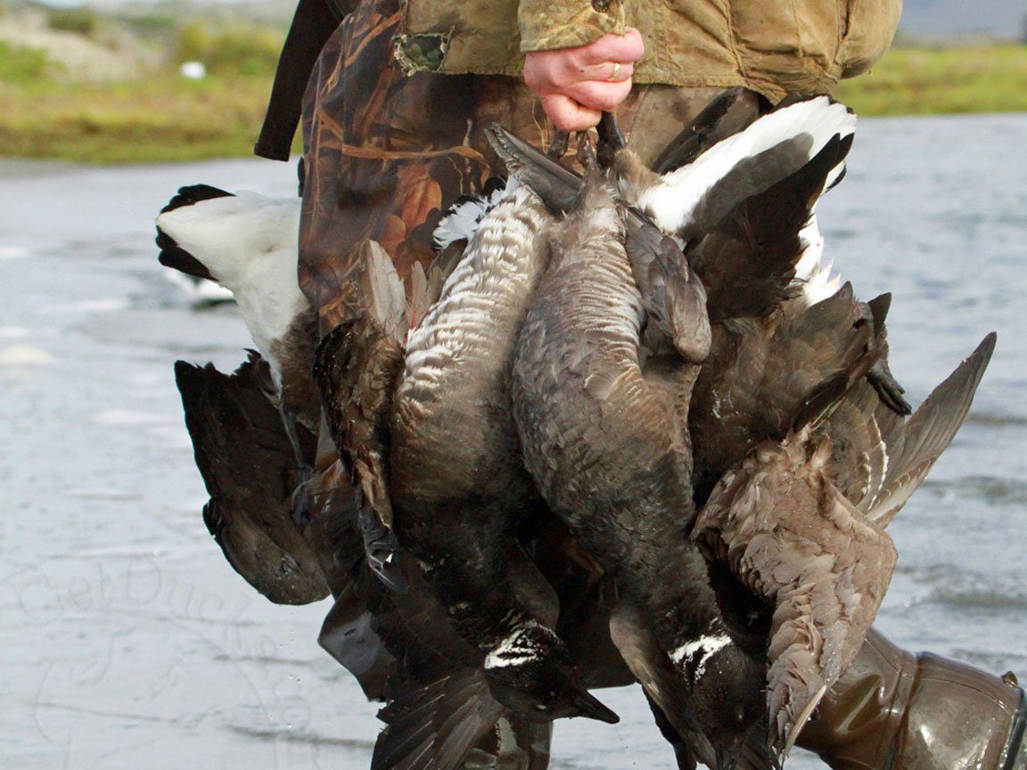 Baja Mexico Pacific Black Brant Hunting