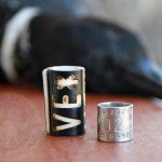 Baja Mexico Pacific Black Brant Hunting