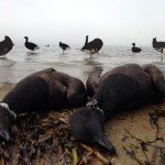 Baja Mexico Pacific Black Brant Hunting