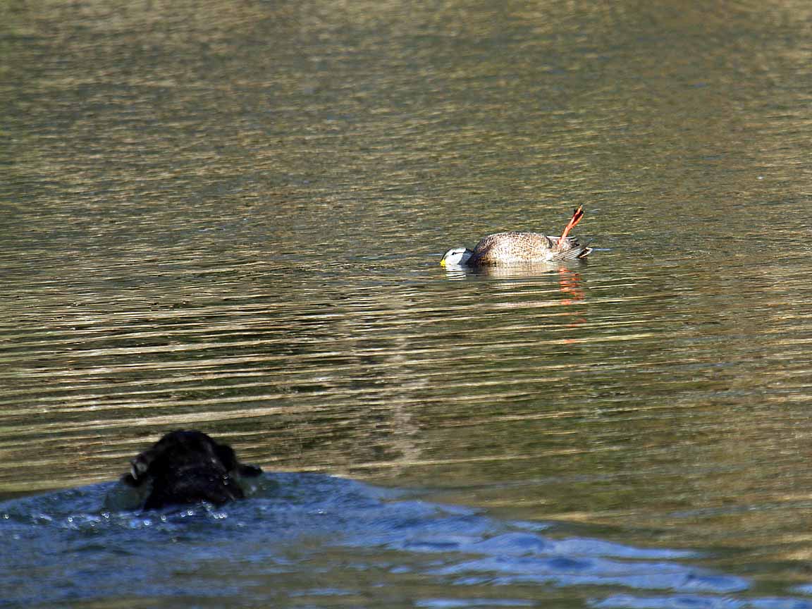 Nova Scotia Duck Hunting Ramsey Russell's