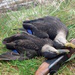 Nova Scotia Sink Box Duck Hunting