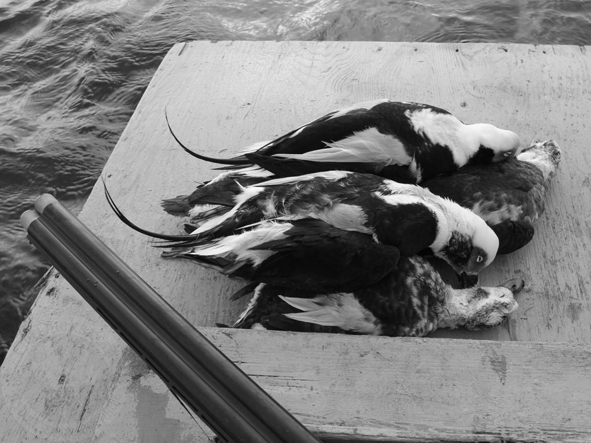 Nova Scotia Sink Box Duck Hunting Ramsey Russell's