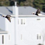 Nova Scotia Sink Box Duck Hunting