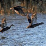 Black Ducks
