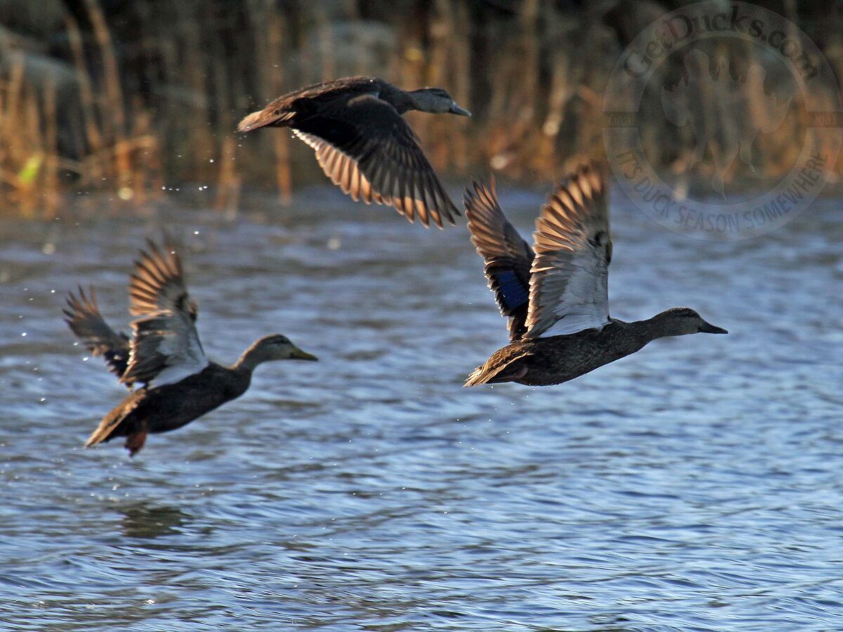 Black Ducks