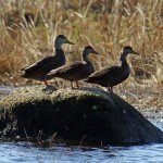 AMERICAN BLACK DUCK
