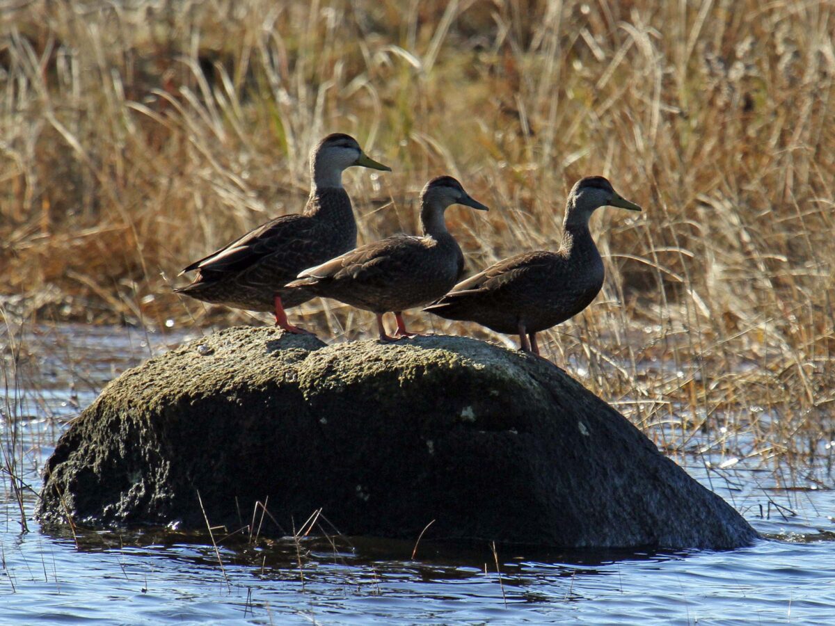 AMERICAN BLACK DUCK