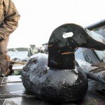 Nova Scotia Sink Box Duck Hunting