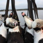 Nova Scotia Sink Box Duck Hunting