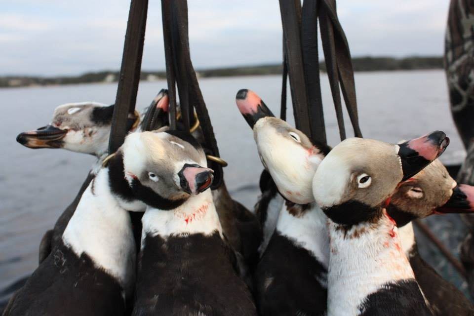 nova scotia sink box duck hunt