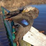 Nova Scotia Sink Box Duck Hunting