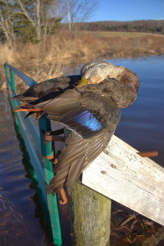 Nova Scotia Sink Box Duck Hunting Ramsey Russell's