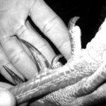 Ocellated Turkey Hunting