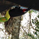 Ocellated Turkey Hunting