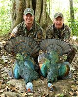 Ocellated Turkey Hunting