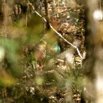 Ocellated Turkey Hunting
