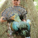 Ocellated Turkey Hunting