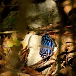 Ocellated Turkey Hunting