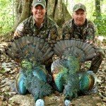 Ocellated Turkey Hunting