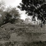 Ocellated Turkey Hunting Edzna Ruins