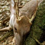 Ocellated Turkey Hunting