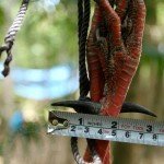 Ocellated Turkey Hunting