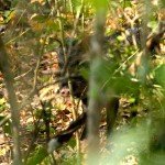 Ocellated Turkey Hunting