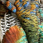 Ocellated Turkey Hunting