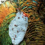 Mexico Ocellated Turkey Hunting