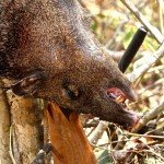 Mexico Ocellated Turkey Hunting