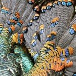 Mexico Ocellated Turkey Hunting