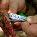 Mexico Ocellated Turkey Hunting