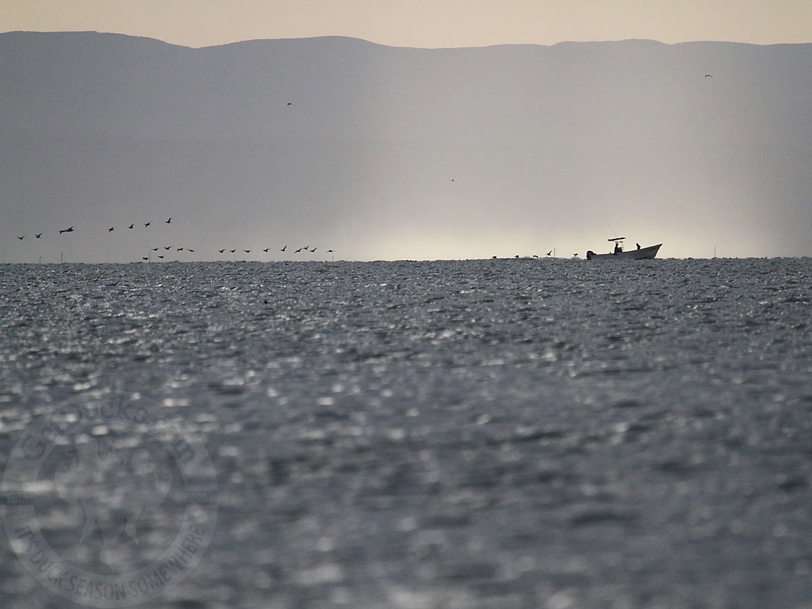 Baja Mexico Pacific Black Brant Hunting