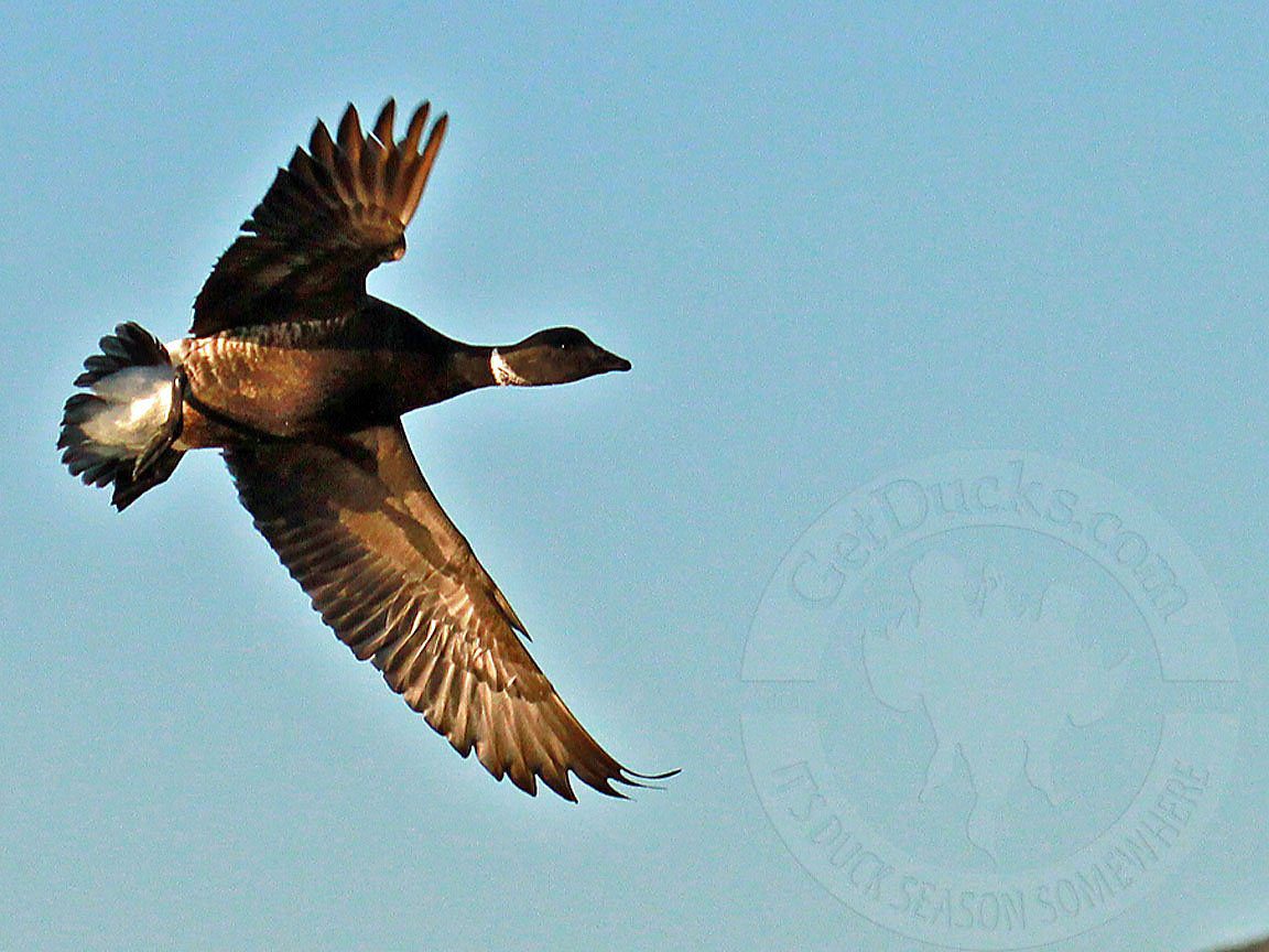 Baja Mexico Pacific Black Brant Hunting