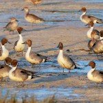 Baja Mexico Pacific Black Brant Hunting