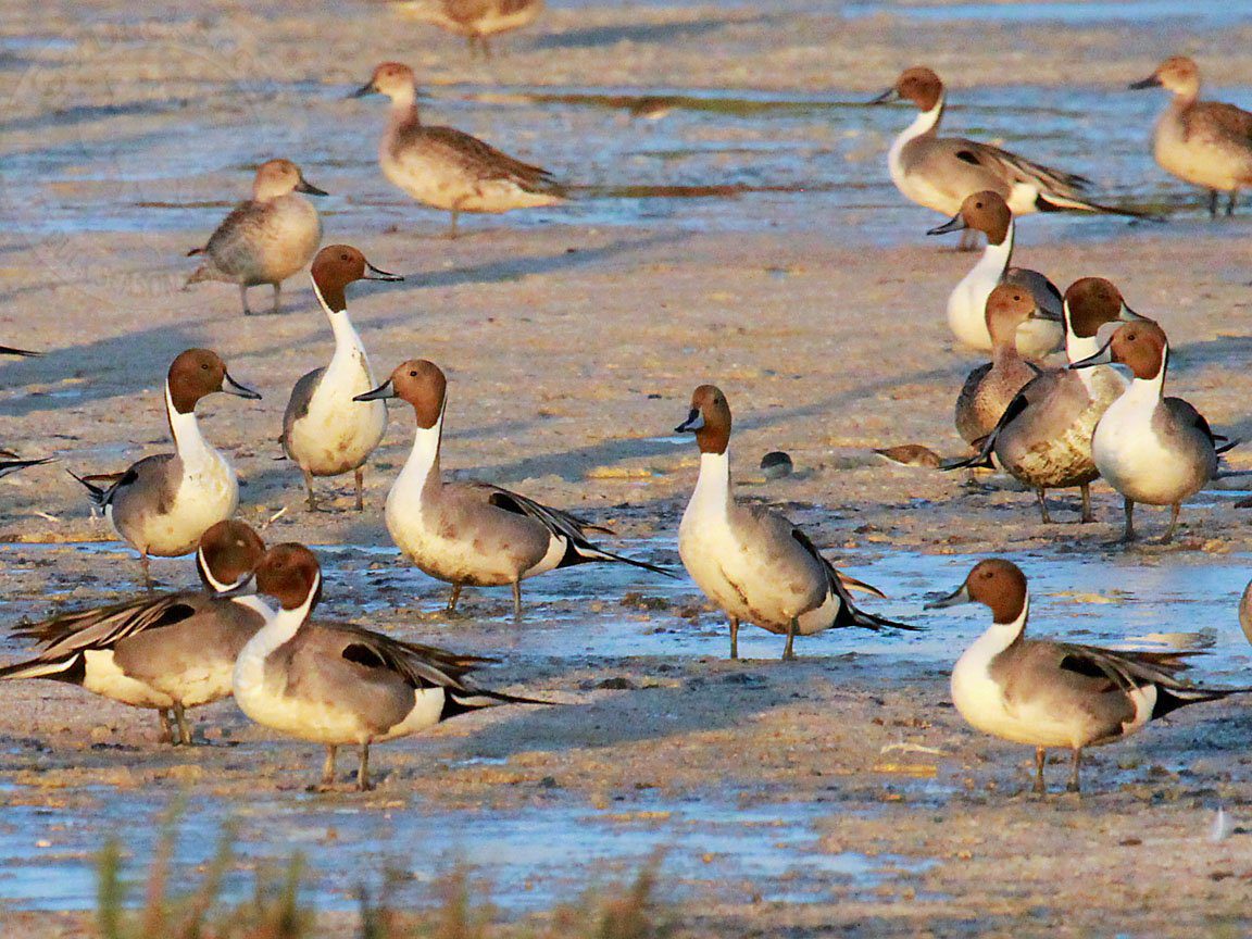 Baja Mexico Pacific Black Brant Hunting