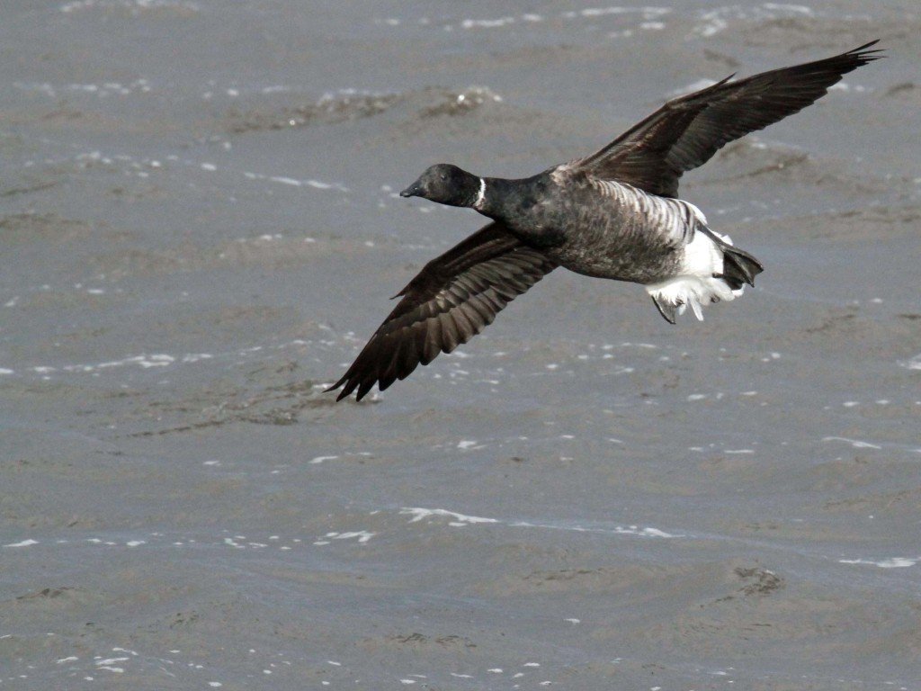 pacific brant