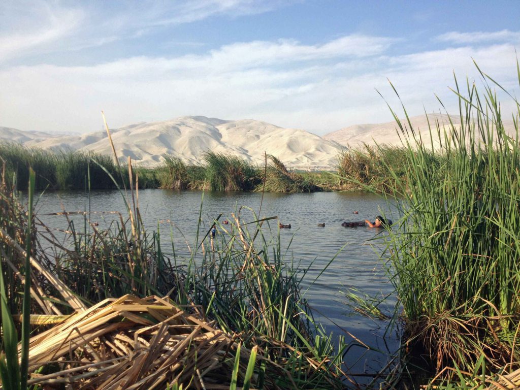 Peru Cinnamon Teal Hunting