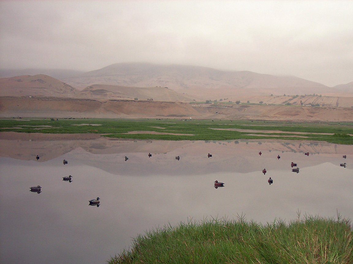 Peru Cinnamon Teal Hunt