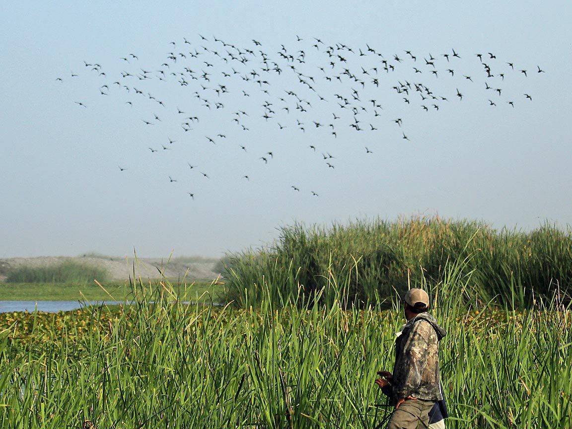 Peru Cinnamon Teal Hunting